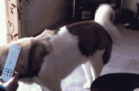 |搞笑动图:终于下雪了,小企鹅开心得跳起来!