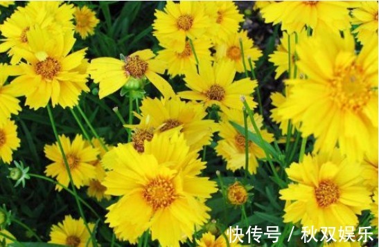 开花|4款不怕热的花,放在阳台一晒,开花一茬接一茬,轻松爆成花海