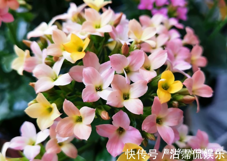 花芽|长寿花有2怕，8月要做这件事，做好了枝繁叶茂，花开不断