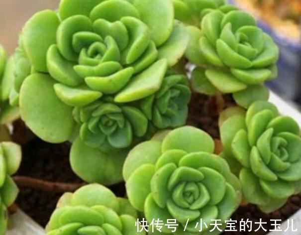 植株|喜欢养多肉就养这种带香气的百合莉莉