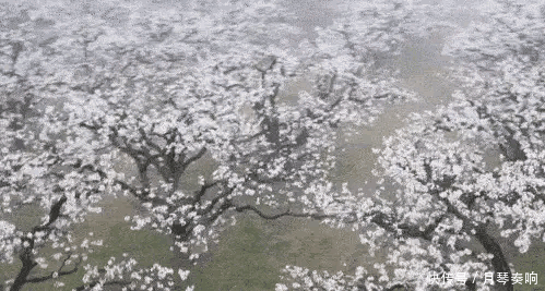 商丘市诗词学会李凊海作品《茑啼序.梨花节闭幕感吟》