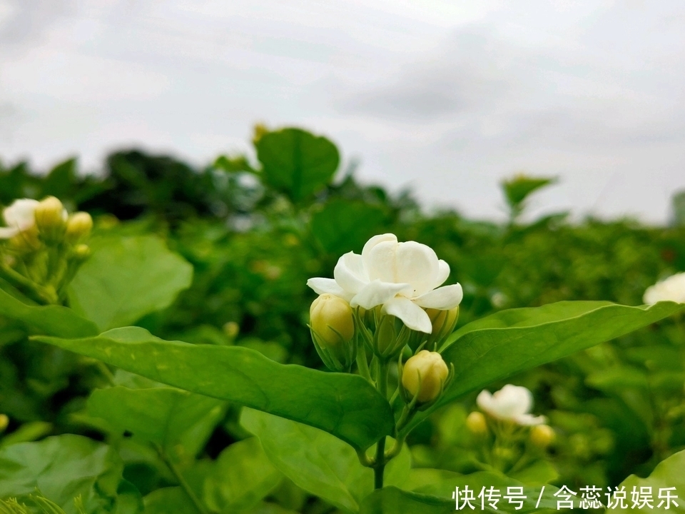 枝条|茉莉花总是不开花怪你剪错枝条,要明白茉莉花开花和枝条的关系
