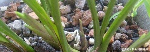 盆里有了“它”,“小芽”多又壮,养啥旺啥,可别再“扔”了!