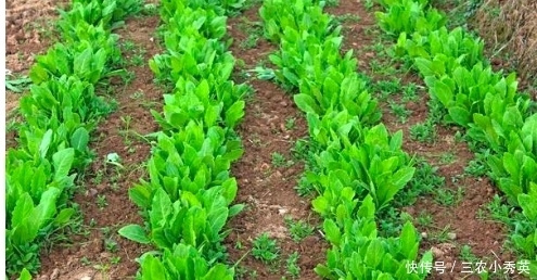 种植的青菜容易生虫子，有什么方法是不打农药就能消灭虫子