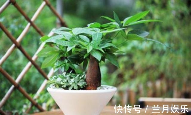 叶片|如果不到万不得已,这3种花过年“不要买”,年后买,省钱又好养