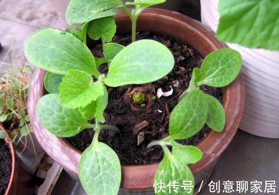 好处|植物“补光”好处很多,如何科学合理为植物补光呢?