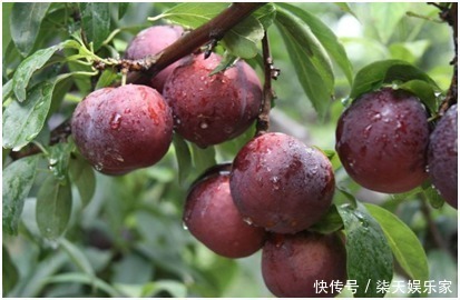 调理|肝脏不好怎么调理夏天多吃4种水果,养肝护肤,好吃不贵