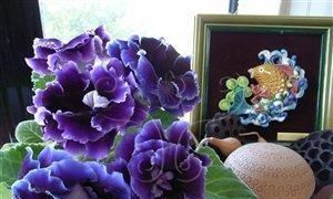 叶片|此花,特别喜阴,家里采光不好也能养,开花又大又鲜艳