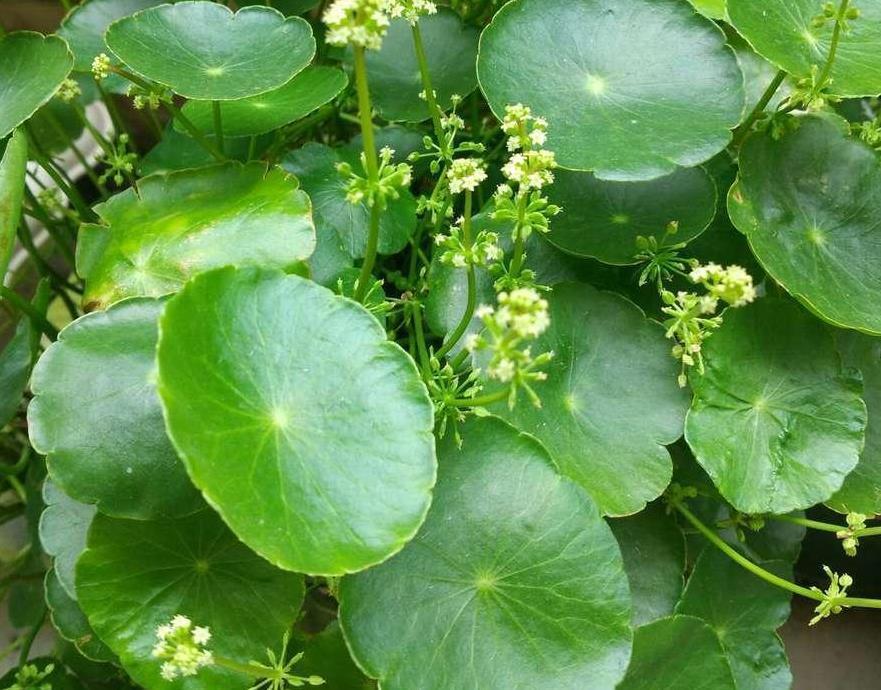 植株|天热盆栽铜钱草，满足3条件，叶子圆滚滚，油绿得像小荷叶