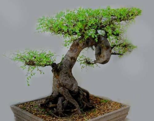 农村常见的黄荆和山榆适合做盆景吗,采桩时要注意什么