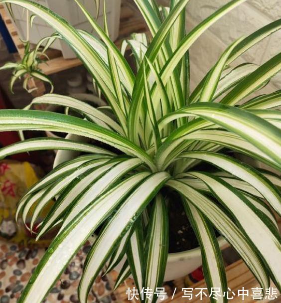 陶冶性情盆栽这5款植物,观赏价值高,新手都能轻松养活