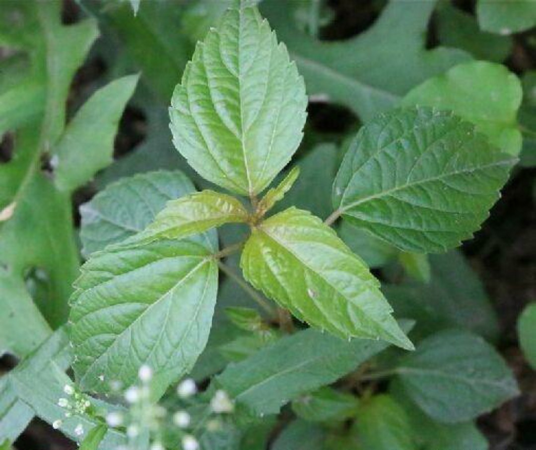 清热解毒|农村3大野菜，能凉血止血，清热解毒，调中开胃，快来了解一下吧