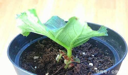 种花|此几种花只要扦插就能成活爆盆，比几十块买来的都要漂亮