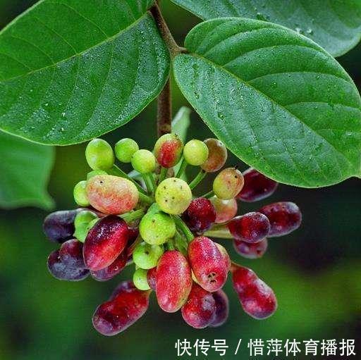 腰腿疼痛|农村无人问津的野果,消肿解毒,治疗腰腿疼痛,吃到就是捡到宝了