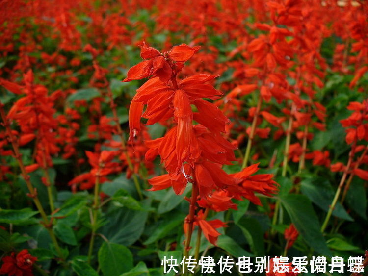 龙骨瓣|适合家养的5种花卉,好养易活易爆盆,花色艳丽,阳台开成小花园