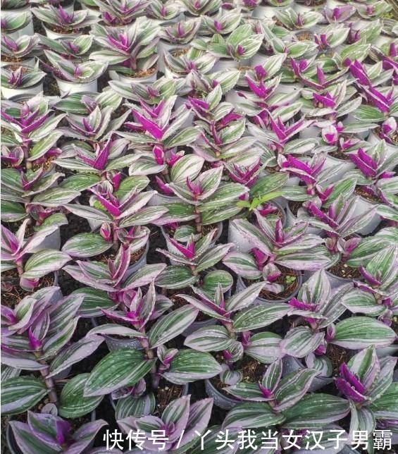 又一网红植物翻车,价格从一盆30到9.9,目测还能再低点!