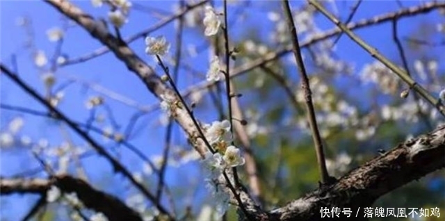 梅花树诗词四首：看来都是梅花树，万斛清香藏不住