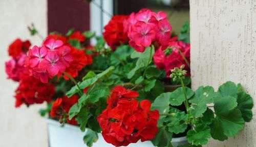 难怪|蚊子见到就掉头的洋绣球,难怪外国人都爱养,养一盆和蚊子说拜拜