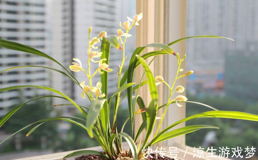 兰花怎么样养护更好,需要注意什么