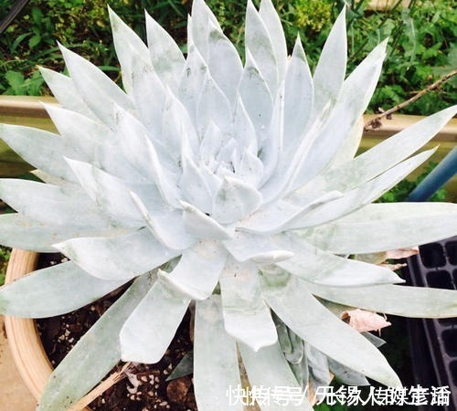 养护|6款白色系多肉，高雅纯净养护简单，仙气十足谁见了都夸美！