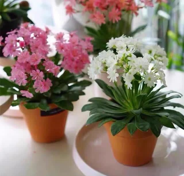 春天养露薇花，学会这几点，开花多又漂亮，花繁色艳人人夸