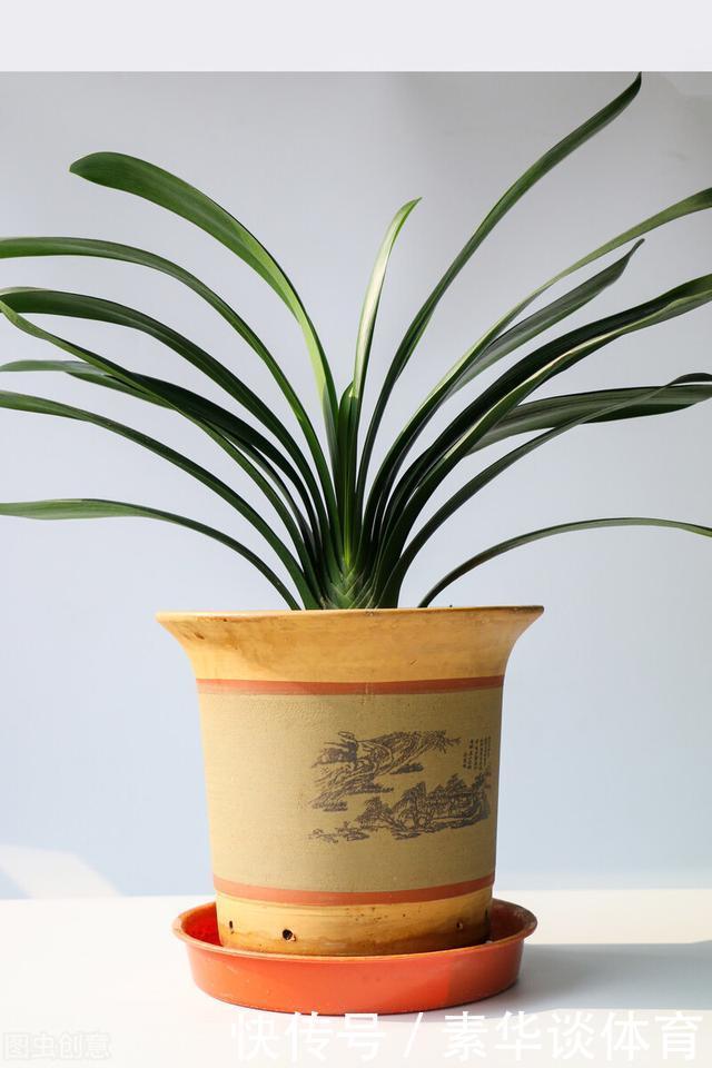 植料|怎样让君子兰一年长出8片叶子？他的做法，值得我们学习