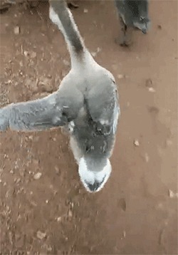 |搞笑GIF: 姑娘你好皮 是不是刚才不小心掉进水里面了