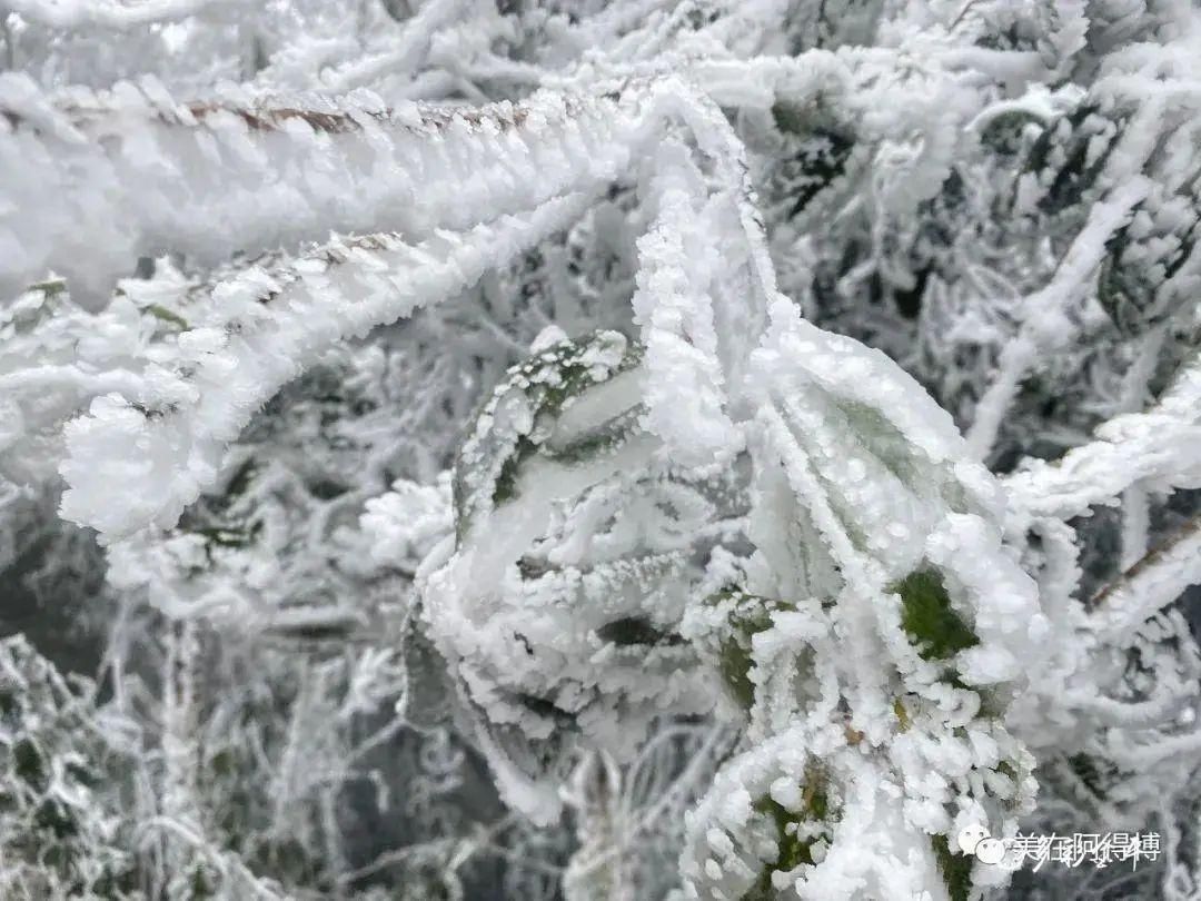 记忆 ｜寒潮再次来袭，还记得前几天的雪吗？