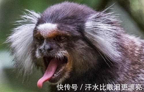 山海经!《山海经》中饕餮现身巴西,人脸豹身样貌骇人,千年前繁衍至今?