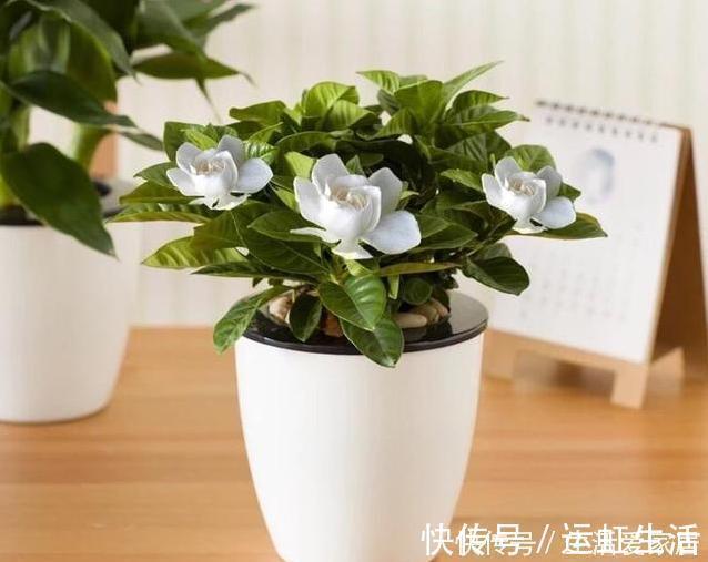 茉莉花|螨虫、细菌最“厌恶”的3种花，赶紧养1盆，烦恼“消除”身体棒