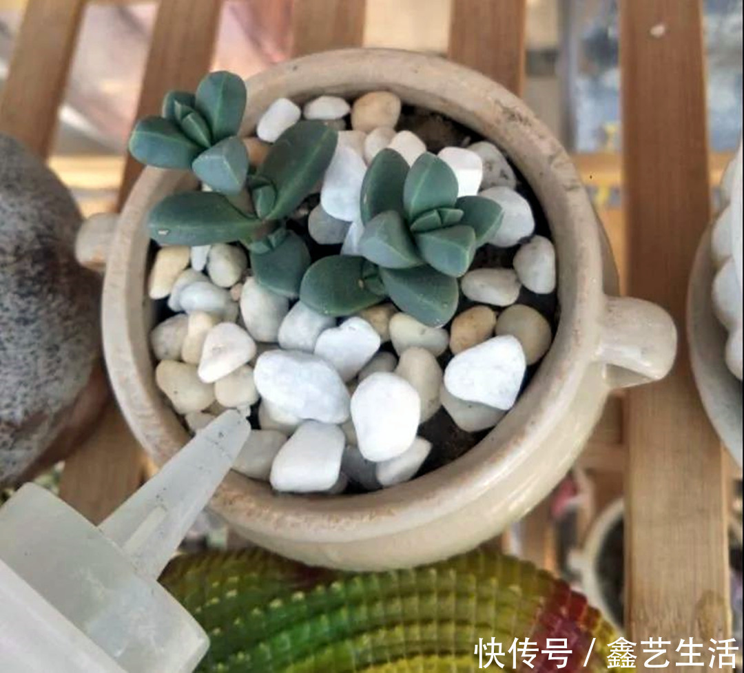 土壤|夏天多肉不能乱浇水,收好这几种正确的浇水方式
