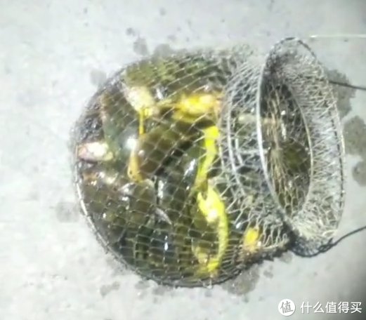 江苏|昂公大爆发!江苏钓友3小时钓1盆,网友:我一个月都钓不了这么多