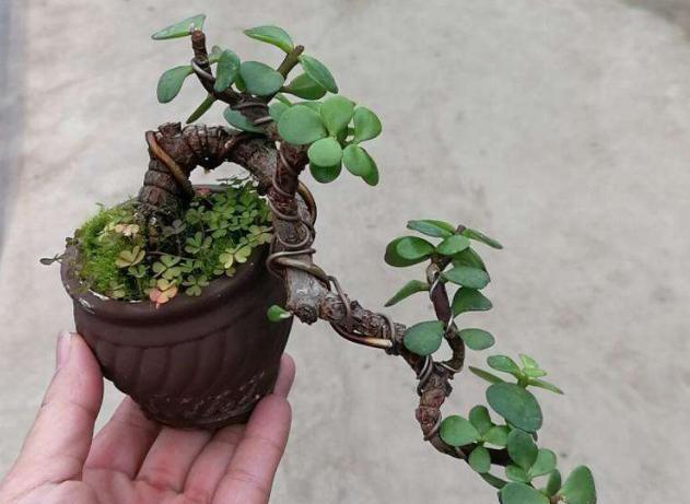 想养盆景就选“它”,一根“小枝条”,变成大“盆景”,只需一年