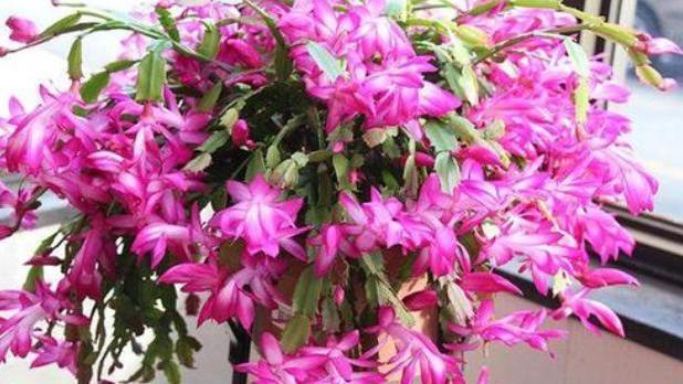 嫁接的蟹爪兰这么养,一盆能养一辈子,年年开成“大花树”