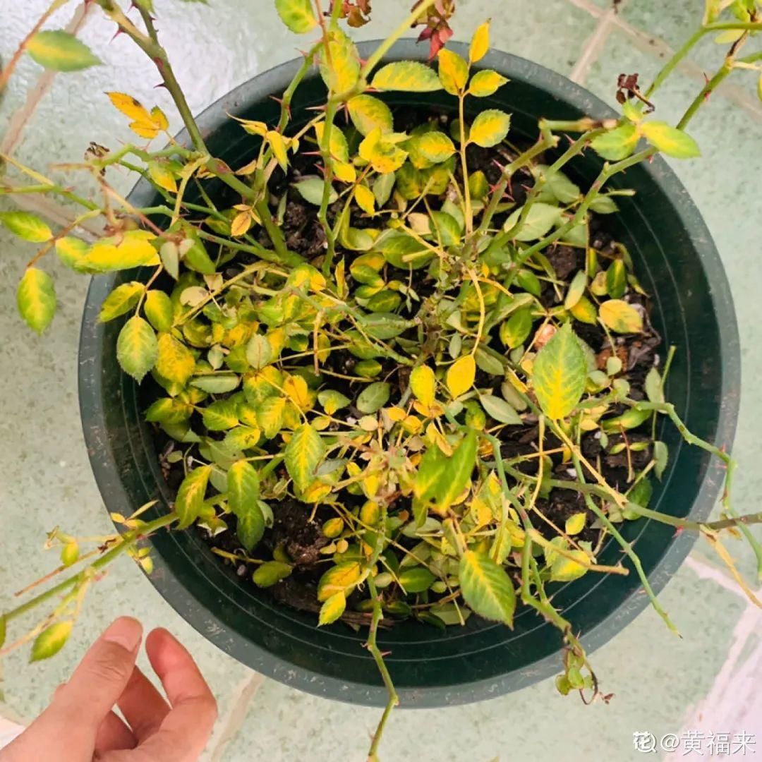 栀子花叶子发黄,是求救信号,不管花就容易死