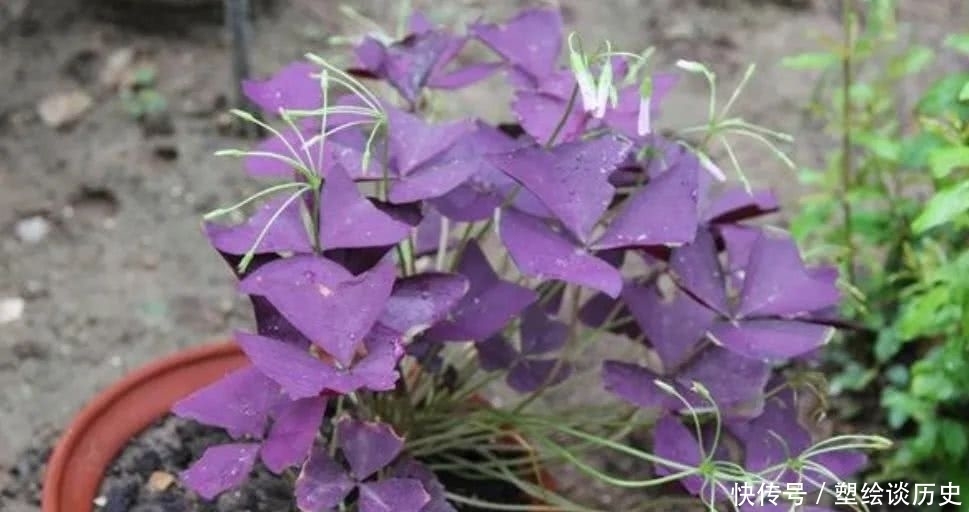 紫叶酢浆草如何过冬 紫叶酢浆草如何过冬