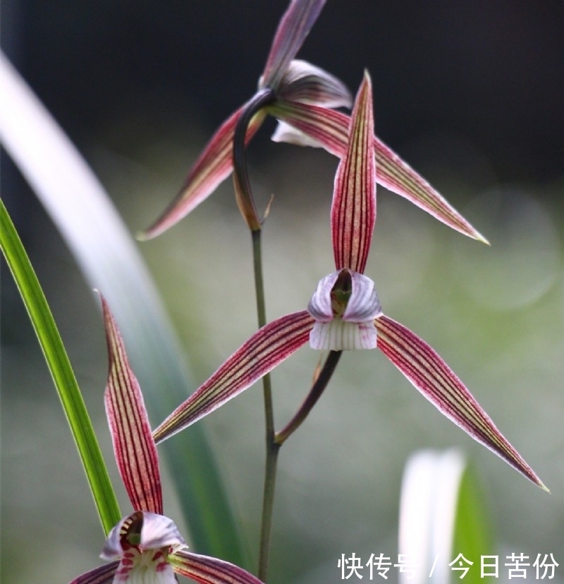 零下10度,“冻不死”的耐寒兰,兰香馥郁,花叶俱美,新手也能养