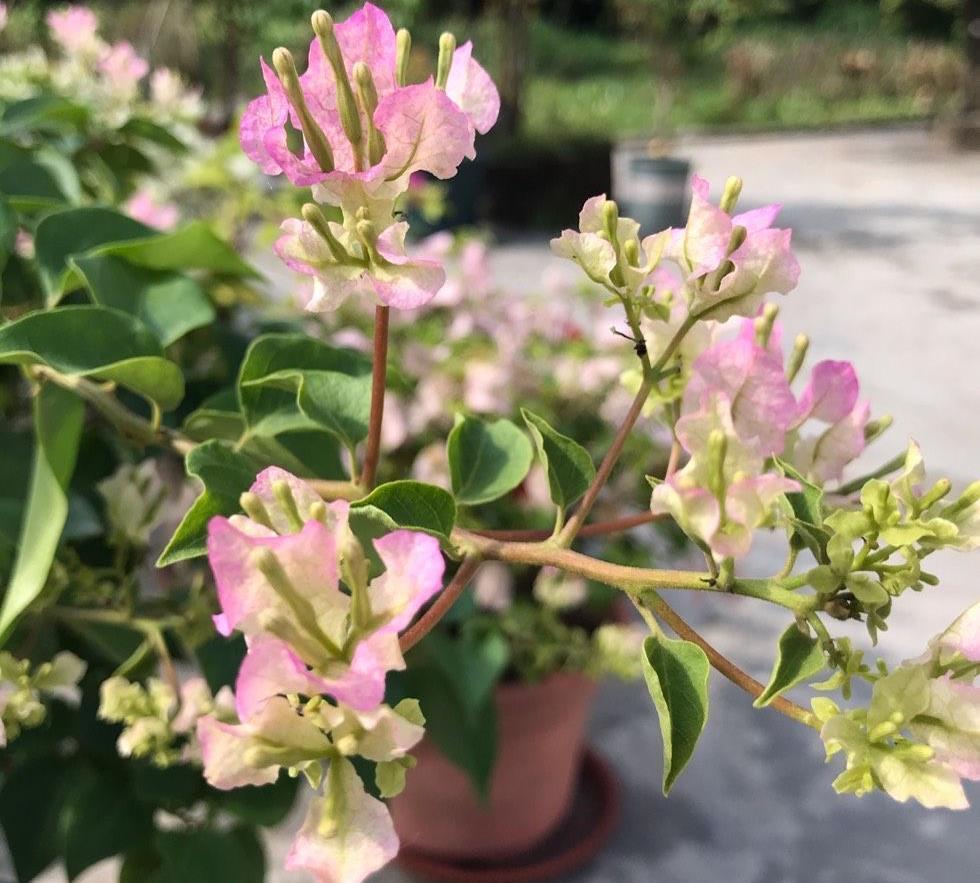 有机肥|让三角梅顺利开花，做好三步，花开大半年，比枝叶多