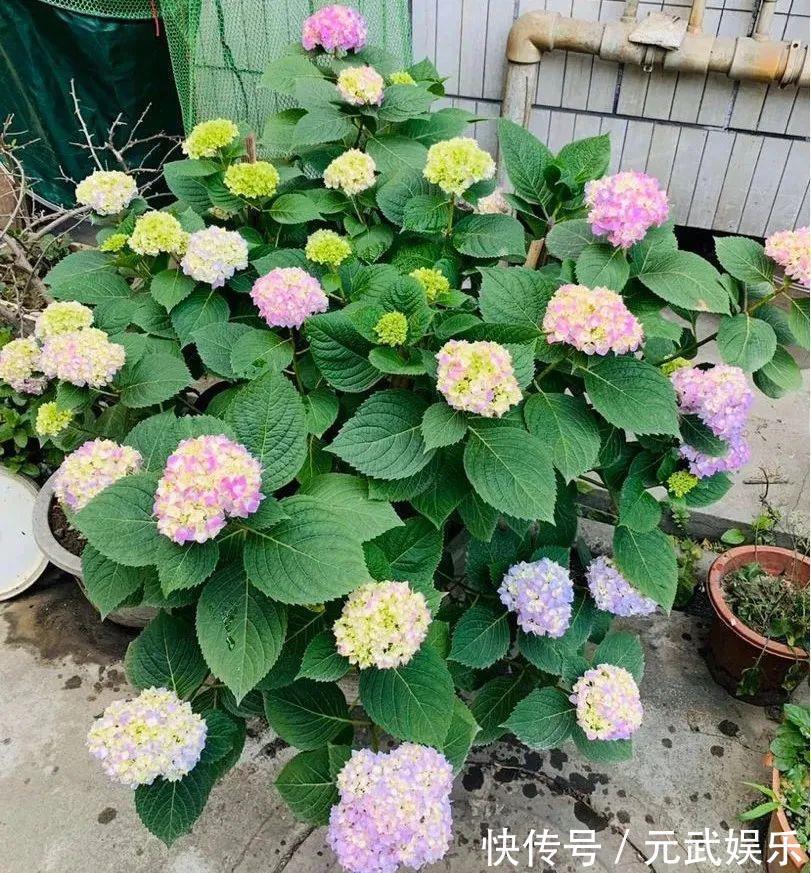 压条|养花技巧:给花切个小口子,埋土里100%生根,根本不用扦插!