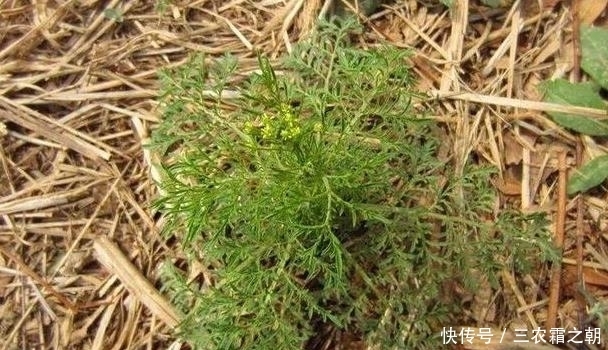 米蒿|田里一种米蒿草,过去农村人嫌辣不爱吃,如今珍贵成“明星菜品”