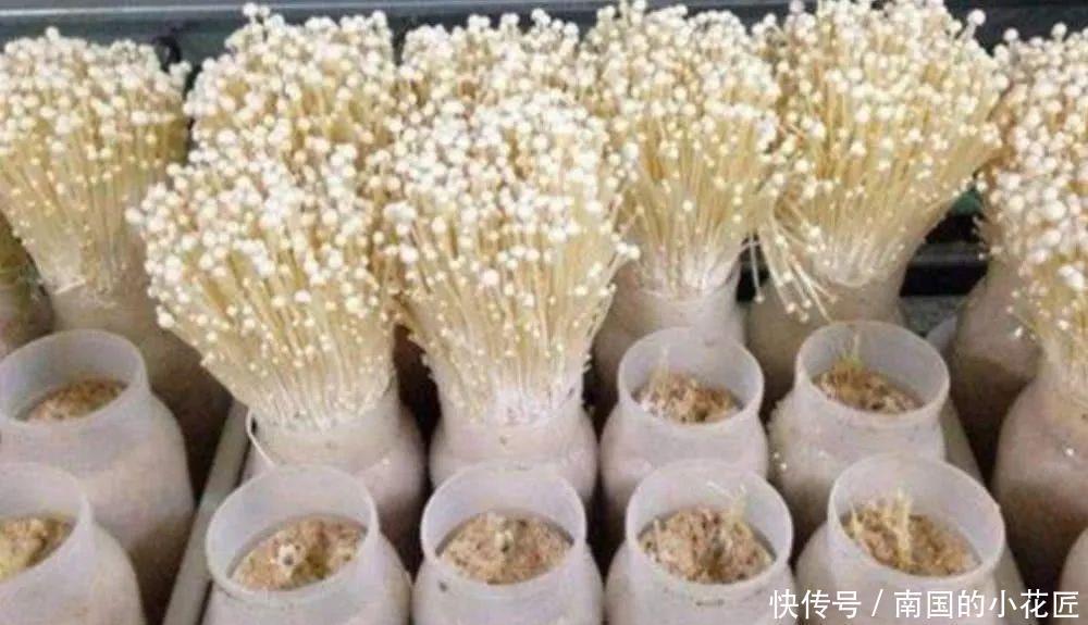 金针菇的根部不要扔了，学会这诀窍，不用花钱买金针菇！