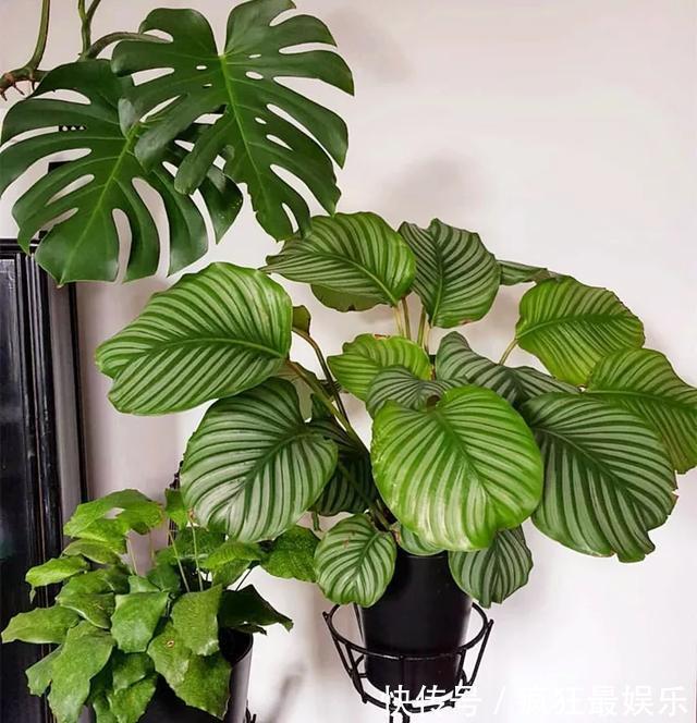 室内盆栽6种耐阴花,高端上档次,叶子越长越大!