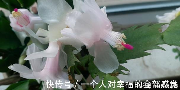 浇花|这5样“小药丸”不值钱，过期了却仍能磨粉养花，好处多多