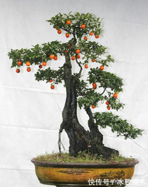 此花再贵,家里也要养1盆,越养越值钱,价值珍贵还旺宅!