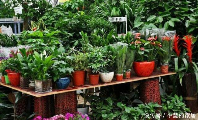 在家盆栽花卉,土里加点粪,不烧根,透水透气还添营养