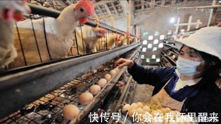 超市的鸡蛋并不是母鸡下的,看到工厂生产鸡蛋的过程,就懂了