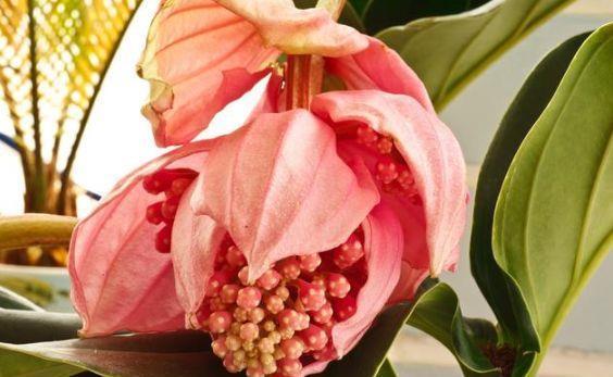 适合冬天养护的4种花,花好看名字也好听,颜值超高的