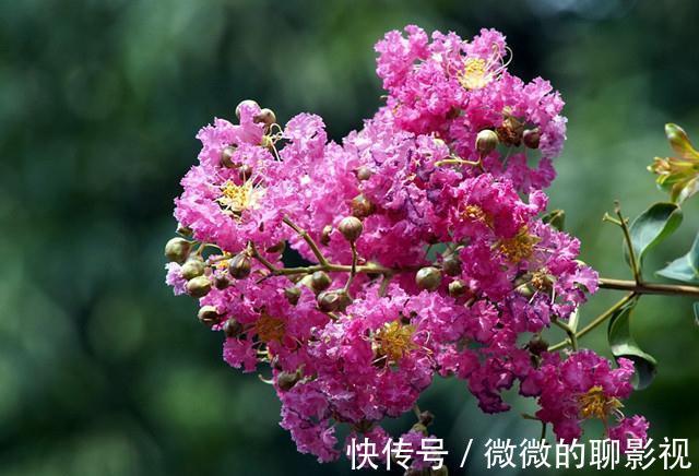 疑露堂前紫薇花两株,每自五月盛开,九月乃@谁说花无百日红,紫薇,从诗词里走出来