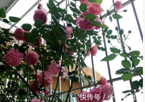 新手养花，不如养盆花中精品“卡罗拉”，花色红艳似火，惹人喜爱