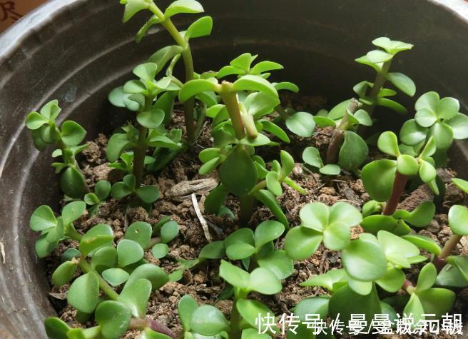 枝条|扦插金枝玉叶，用1招，长根快，成活率高达99%